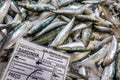 Fresh sardines in Tavira fish market, Portugal Royalty Free Stock Photo