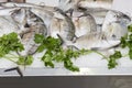 Fresh sargo or white seabream diplodus sargus at a fish market Royalty Free Stock Photo