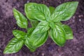 Fresh, savory, sweet, Genovese basil ripening in a raised bed ga