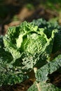 Fresh savoy cabbage Royalty Free Stock Photo