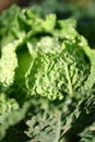 Fresh savoy cabbage