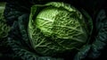 Fresh savoy cabbage, close-up, ai generation