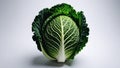 Fresh Savoy cabbage head with textured green leaves on a white background, studio shot. Royalty Free Stock Photo