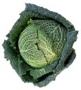 fresh savoy cabbage isolated on white background Royalty Free Stock Photo