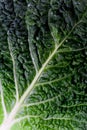 Fresh savoy cabbage leaf Royalty Free Stock Photo