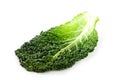 Fresh savoy cabbage leaf Royalty Free Stock Photo