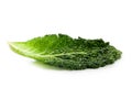 Fresh savoy cabbage leaf Royalty Free Stock Photo