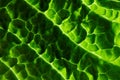 Fresh savoy cabbage leaf Royalty Free Stock Photo