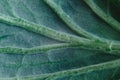 Fresh savoy cabbage leaf as a texture Royalty Free Stock Photo