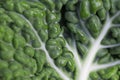 fresh savoy cabbage leaf closeup background. Green textures nerved surface. Healthy, vegan and vegetarian product, used Royalty Free Stock Photo