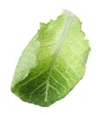 Fresh savoy cabbage leaf isolated Royalty Free Stock Photo