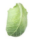 Fresh savoy cabbage leaf isolated Royalty Free Stock Photo