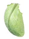 Fresh savoy cabbage leaf isolated Royalty Free Stock Photo