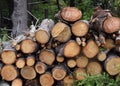fresh sawed firewood piled up