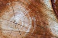 Fresh sawed wood in a close up view. Detailed texture of annual rings in a wooden surface