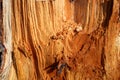 Fresh sawed wood in a close up view. Detailed texture of annual rings in a wooden surface