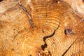 Fresh sawed wood in a close up view. Detailed texture of annual rings in a wooden surface