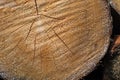 Fresh sawed wood in a close up view. Detailed texture of annual rings in a wooden surface