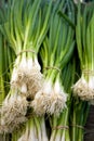 Fresh Scallions Royalty Free Stock Photo