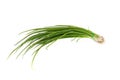 Fresh scallions isolated on white Royalty Free Stock Photo