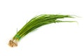 Fresh scallions isolated on white Royalty Free Stock Photo