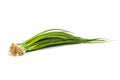 Fresh scallions isolated on white Royalty Free Stock Photo