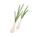 Fresh scallions with spring onion bulbs. Green feathers of sibies. Raw vegetable composition. Flat vector illustration