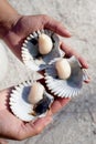 Fresh Scallops