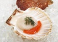 Fresh Scallops and Dill, pecten maximus on Ice Royalty Free Stock Photo