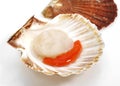 Fresh Scallops, pecten maximus against White Background Royalty Free Stock Photo