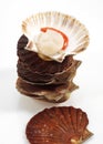 COQUILLE SAINT JACQUES Royalty Free Stock Photo