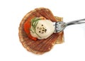 FRESH SCALLOPS pecten maximus WITH DILL Royalty Free Stock Photo