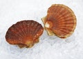 FRESH SCALLOPS pecten maximus ON ICE Royalty Free Stock Photo