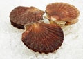 Fresh Scallops, pecten maximus on Ice Royalty Free Stock Photo