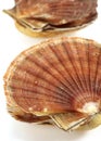 Fresh Scallops, pecten maximus on Ice Royalty Free Stock Photo