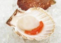 Fresh Scallops, pecten maximus on Ice Royalty Free Stock Photo