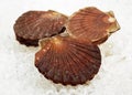 Fresh Scallops, pecten maximus on Ice Royalty Free Stock Photo
