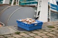 Fresh Scallops at a port of Dieppe France