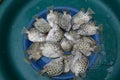 Fresh Scatophagus argus fish Royalty Free Stock Photo