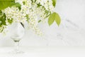 Fresh scented summer bouquet of white bird cherry branch with lush bunches of tiny flowers in glass vase in elegant white interior Royalty Free Stock Photo
