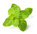 Fresh Scotch spearmint leaves isolated on white Royalty Free Stock Photo