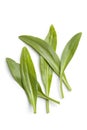 Fresh sea aster leaves Royalty Free Stock Photo