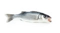 Fresh sea bass fish Royalty Free Stock Photo