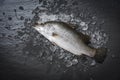 Fresh sea bass fish for cooking Raw seabass on ice ocean gourmeton dark background in the restaurant Royalty Free Stock Photo