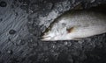 Fresh sea bass fish for cooking / Raw seabass on ice ocean gourmeton Royalty Free Stock Photo