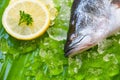 Fresh sea bass fish for cooking / Seafood raw seabass plate ocean gourmet on ice Royalty Free Stock Photo
