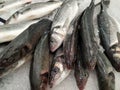 Fresh Sea Bass fish on crushed ice Royalty Free Stock Photo