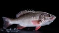 A fresh sea bass fish on ice. Sea bass fish. Generative Ai Royalty Free Stock Photo