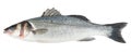 Fresh Sea Bass fish isolated Royalty Free Stock Photo
