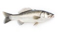 A fresh sea bass fish isolated on white background. Sea bass fish. Generative Ai